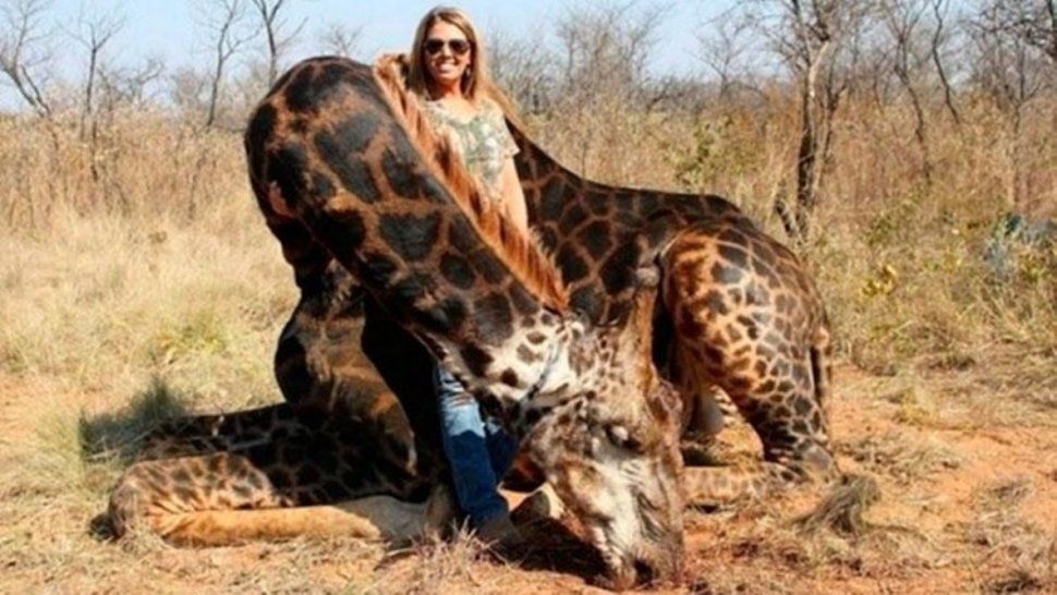 Indignación en todo el mundo por una mujer que cazó una jirafa negra y posó sonriente