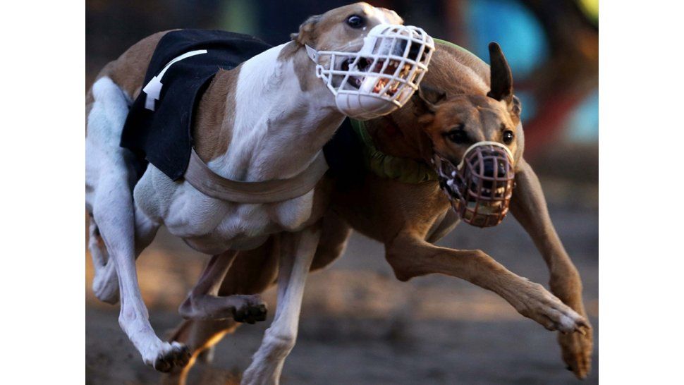 Carrera de perros
