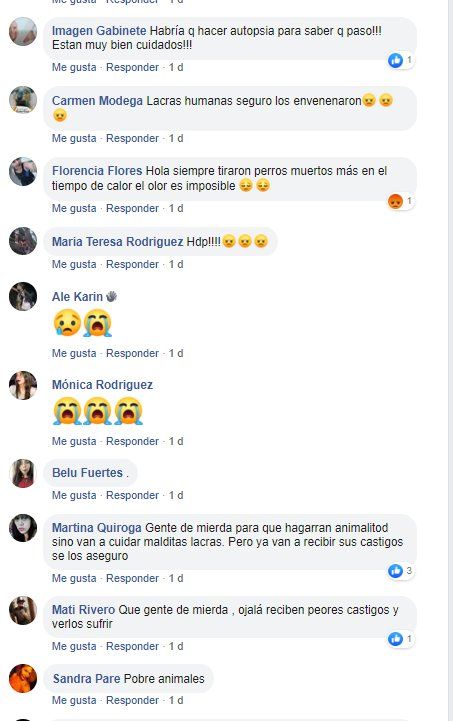 Perros.PNG
