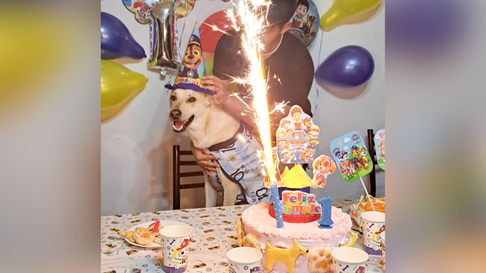 Todo Jujuy | Adopción de mascotas: Perro jujeño celebró su primer añito