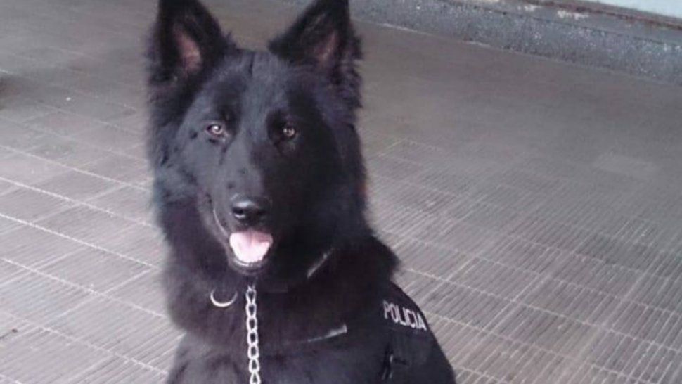 despidieron a sargento pampa, una perra de la policia de jujuy