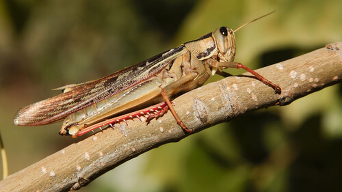 Insectos qué significa que entre un saltamontes a casa Insectos qué significa que entre un saltamontes a casa