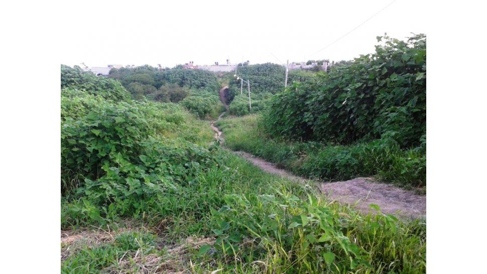 Camino hacia el arroyo