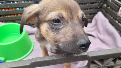 Todo Jujuy | Adopción responsable.jpg
