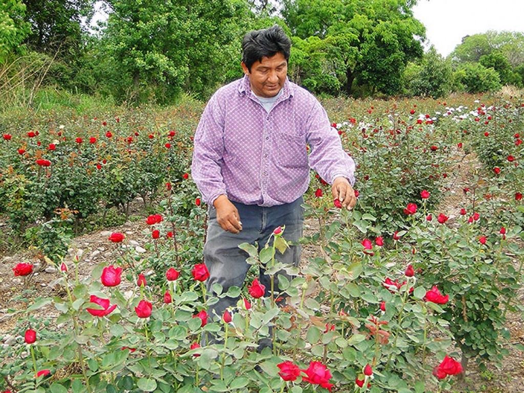 Floricultor local