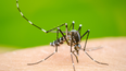 Llegarán vacunas contra el dengue a Jujuy: cuándo y para quiénes serán