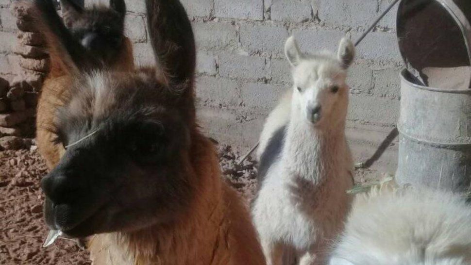 Polémico: ofrecen llamas como mascotas en un grupo de compra venta de Jujuy