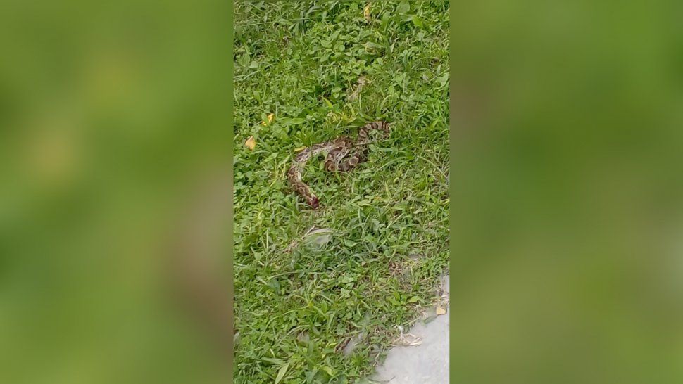 La aparición de víboras atemoriza a los vecinos de San Francisco de Álava