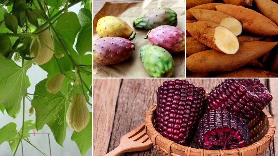 Con qué alimentos locales se puede beneficiar la salud y mejorar la nutrición