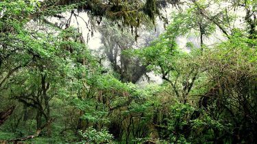 El paisaje tropical que sorprende en pleno Noroeste argentino.  