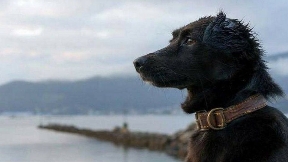 Murió Comando, el perro que despidió al submarino ARA San Juan