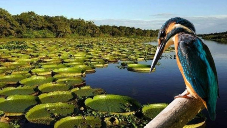 Los Esteros del Iberá fueron elegidos entre los destinos más apasionantes. Según un reciente relevamiento de la revista National Geographic, el gigantesco humedal argentino ubicado en la provincia de Corrientes, se encuentra entre los lugares turísticos más atractivos y atrapantes del mundo.