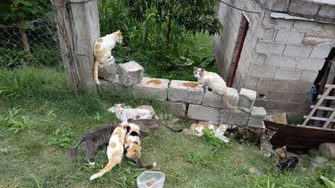 Más de 15 gatos sobreviven por solidaridad de los vecinos. Su dueña los abandonó a su suerte