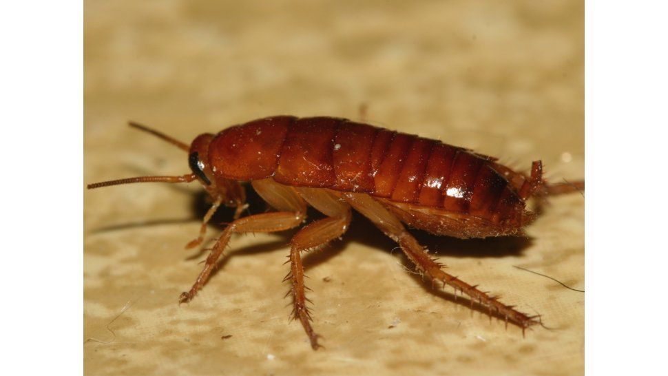 Cucaracha