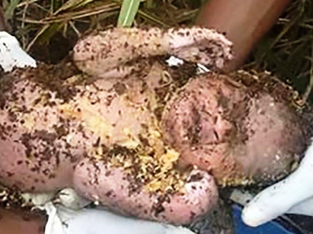 Bebé enterrado vivo