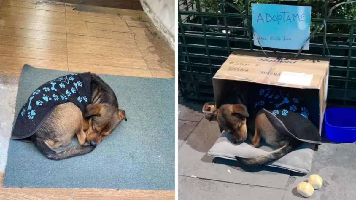 El perrito fue encontrado en pleno centro porteño.
