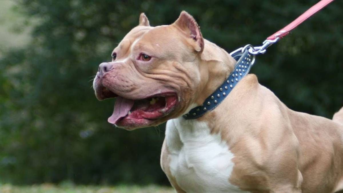 Perros potencialmente peligrosos: El humano lo hace así - Imagen ilustrativa&nbsp;
