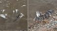 Tucumán: denuncian una masiva mortandad de peces en el río Salí