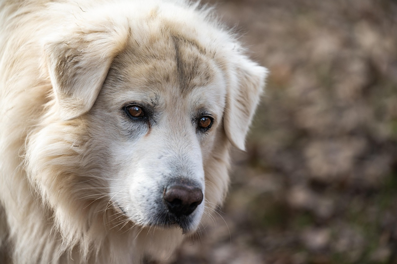 Cómo son los perros que viven para cuidar al ganado en la Puna