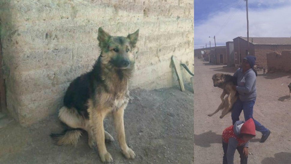 la historia del perro de violeta avalos que ayudo a encontrar a la joven