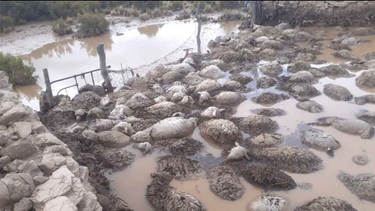 Más de 170 corderos murieron ahogados.