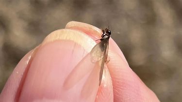 Por qué hay una invasión de hormigas voladoras en el AMBA.