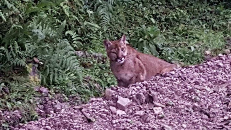 Fueron a pasear por Yala y se encontraron con un puma en el camino