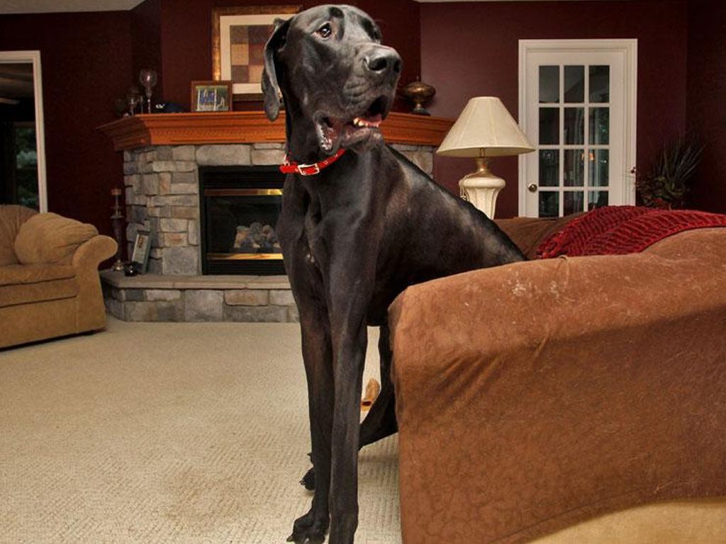 Zeus