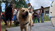 Carnaval de las Mascotas: más de 200 animales atendidos en la jornada municipal Carnaval de las Mascotas: más de 200 animales atendidos en la jornada municipal