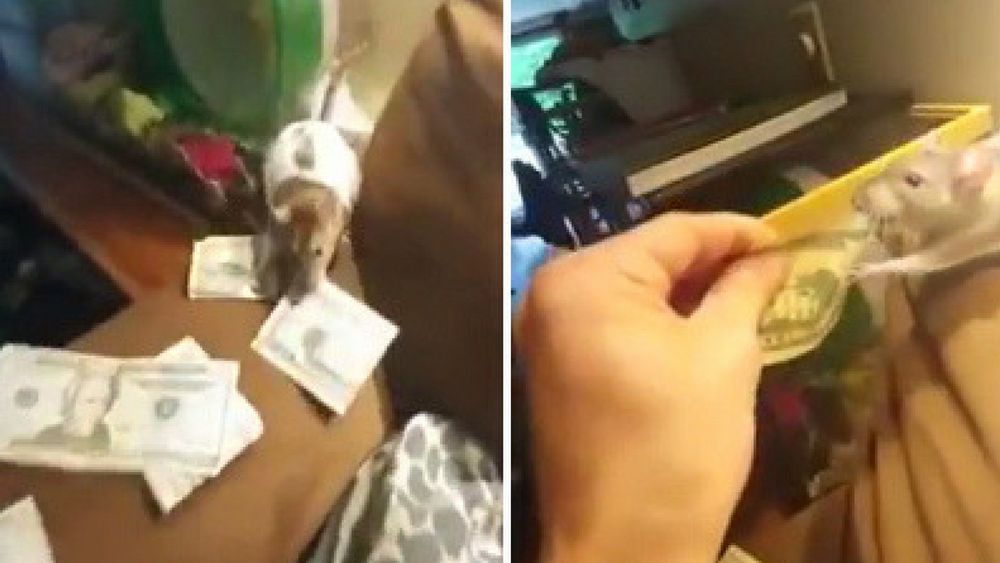 Una rata le roba dinero a su dueño y lo esconde en su jaula