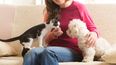 Beneficios que tienen los animales de compañía (Foto ilustrativa)