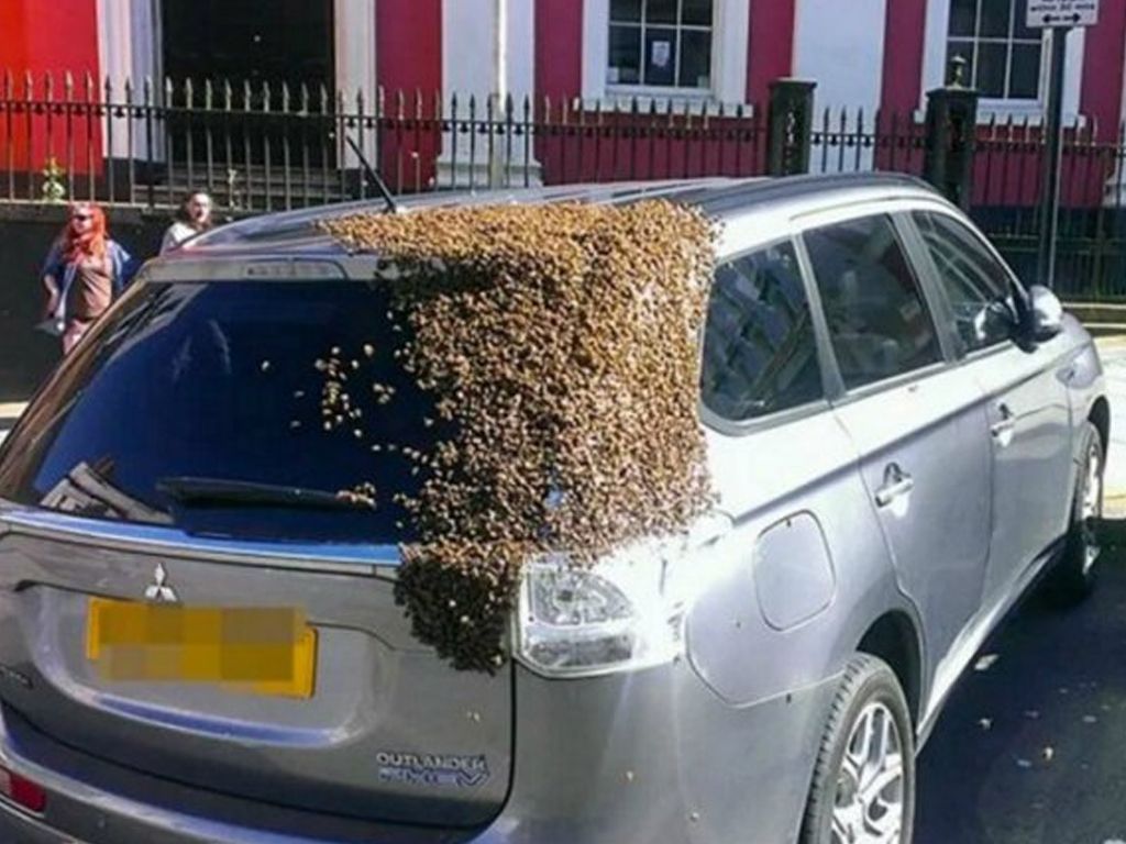 Abejas persiguen un auto