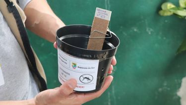 Ovitrampas para dengue - Imagen ilustrativa