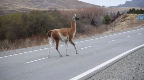 Todo Jujuy | rutas animales