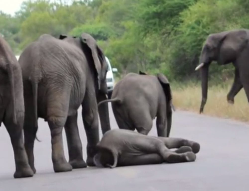 Elefante