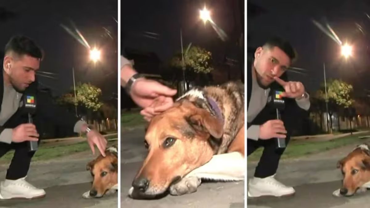Pese a la mordedura, el periodista mantuvo la calma y mostró comprensión ante la reacción del perro.