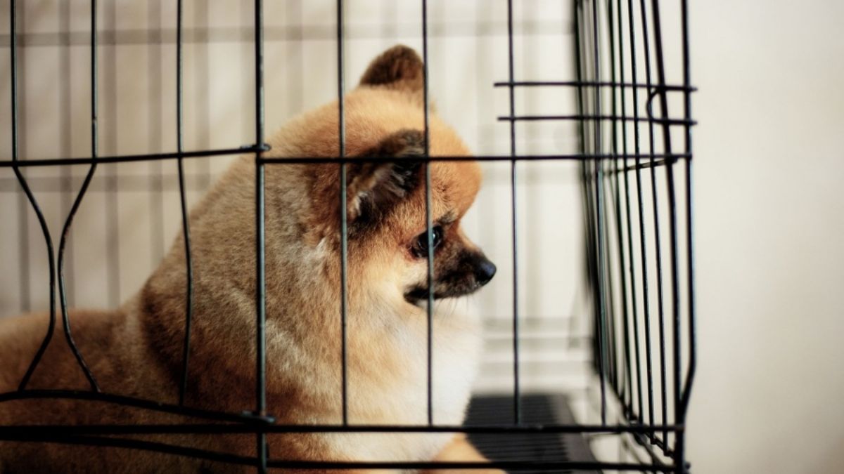 Nueva York quiere prohibir la venta de perros, gatos y conejos en tiendas de animales.