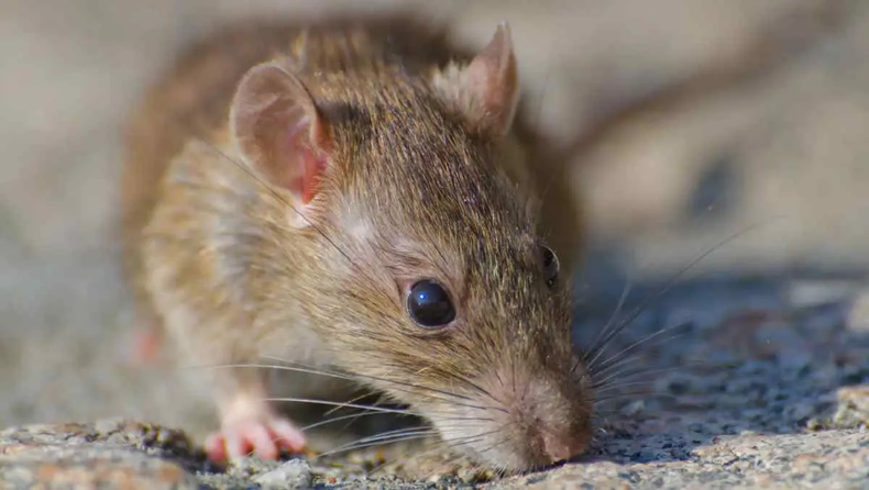 Los roedores contagian hantavirus.
