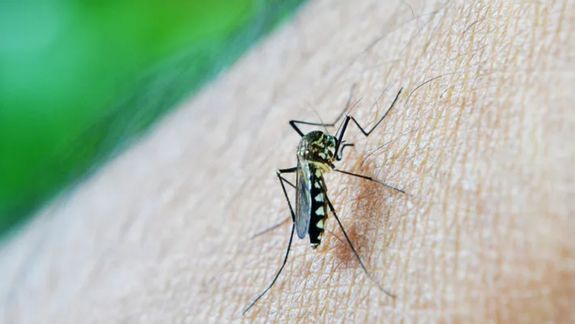 Dengue: confirman 54 casos nuevos en Jujuy