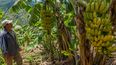 Producción de bananas en Jujuy&nbsp;