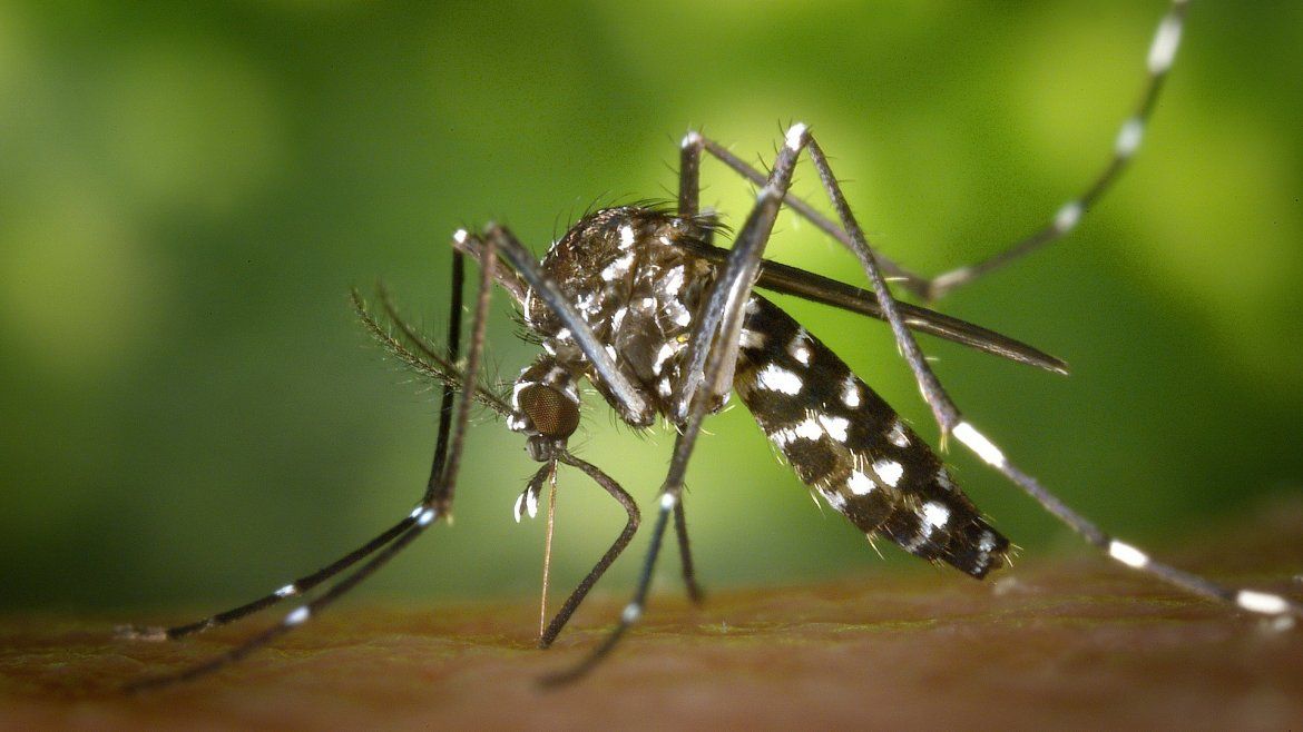 Todo Jujuy | Dengue - Aedes Aegypti