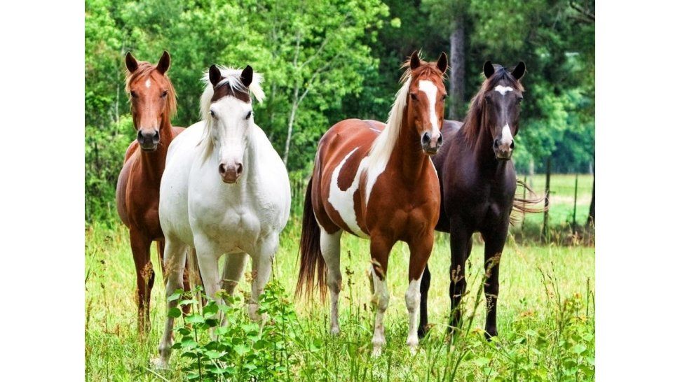 Animales equinos