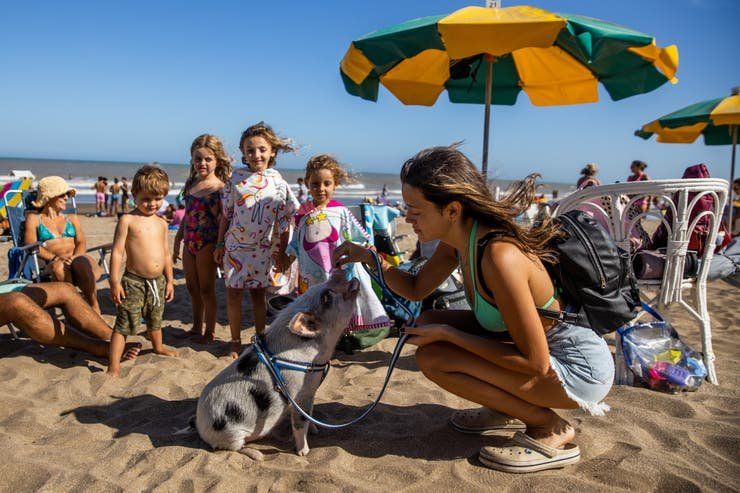 Chanchi, el cerdito en Pinamar (1).jpg