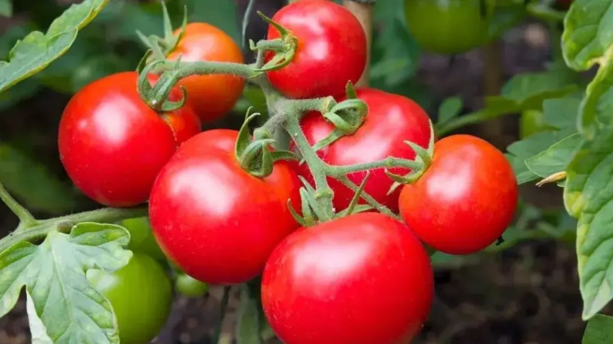 Covid del tomate (Foto ilustrativa)