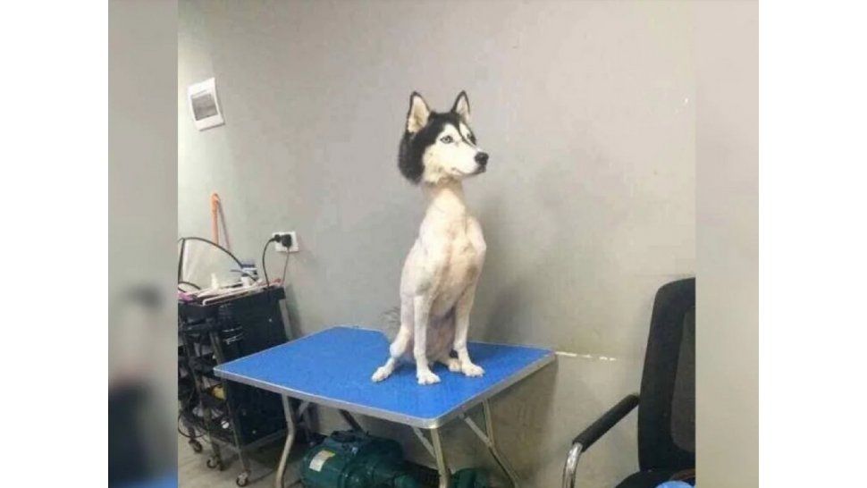 Perro siberiano