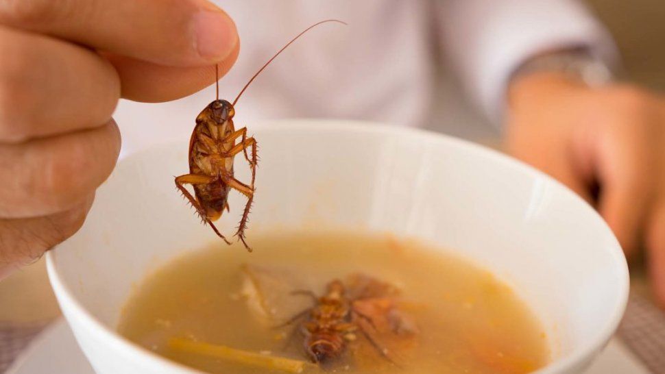 Un hongo argentino podría convertirse en la solución contra cucarachas