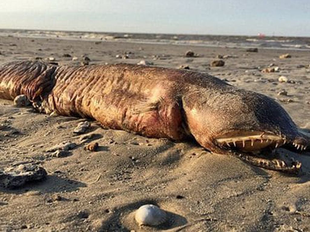 Un animal en Texas
