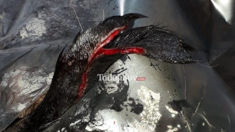 Perro atacado por un puma