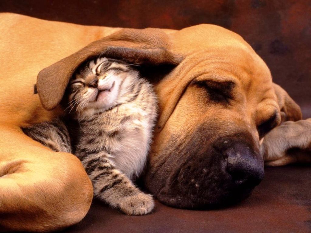 Día del Animal