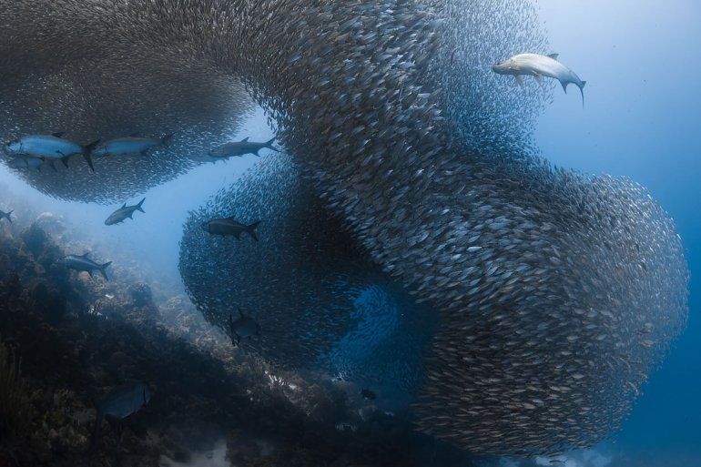 Preparándose para atacar, los tarpones atraviesan un banco de peces en la costa de Bonaire, en el Mar Caribe.
